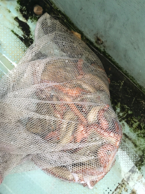 明石  タコ  西海丸