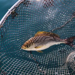 そこそこの釣果