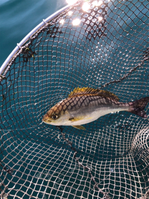そこそこの釣果