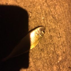 ナイトアジング