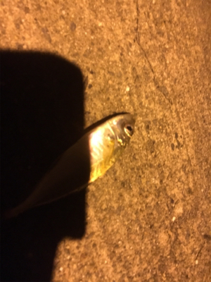 ナイトアジング