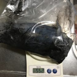 タチウオ釣れないのでエギング