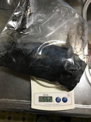 タチウオ釣れないのでエギング