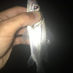 タケノコとセイゴ