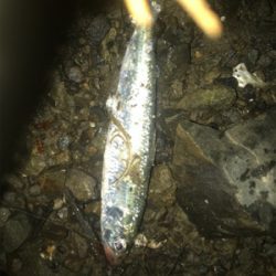 マイワシパターン