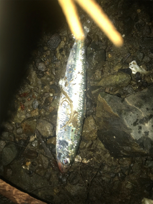 マイワシパターン