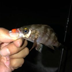 芦屋浜ライトゲーム