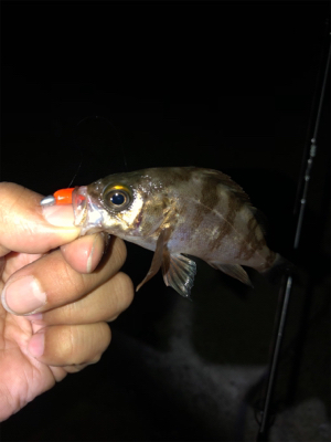 芦屋浜ライトゲーム