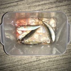 大阪湾奥アジング 今度はキビレ?