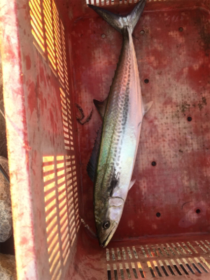 太刀魚あいかわらず渋い