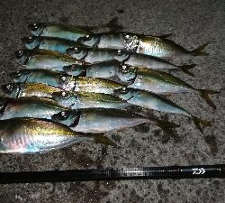 ナイトアジング