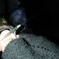 メバリング開幕