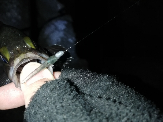 メバリング開幕