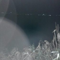 紀ノ川シーバス