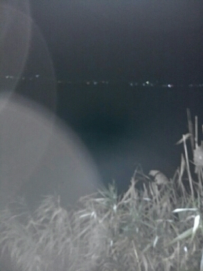 紀ノ川シーバス