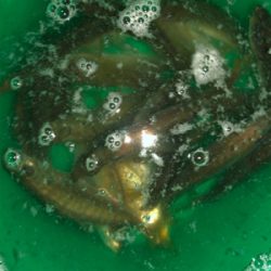 地元でサビキと太刀魚釣り