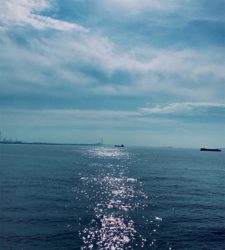 秋の青物狩れず。。