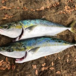 久々のハマチ 3本!