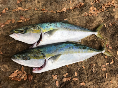 久々のハマチ 3本!