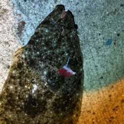 御所浦周辺にてアジング＆泳がせ釣り