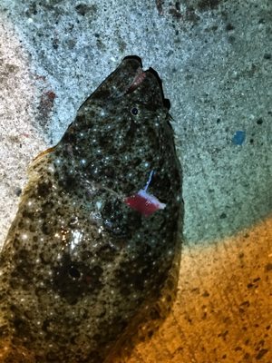 御所浦周辺にてアジング＆泳がせ釣り