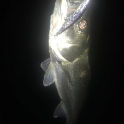 ３連続シーバス