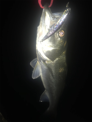 ３連続シーバス