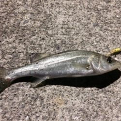 マリンピア沖洲でライトゲーム