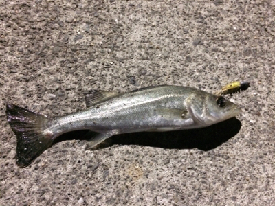 マリンピア沖洲でライトゲーム