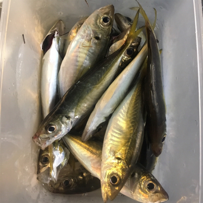 大阪湾奥サビキ 快釣 イケア裏