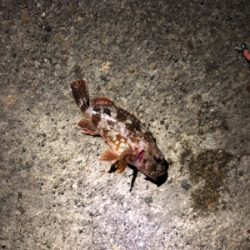 チビメバル&ガシラ〜青物バラし