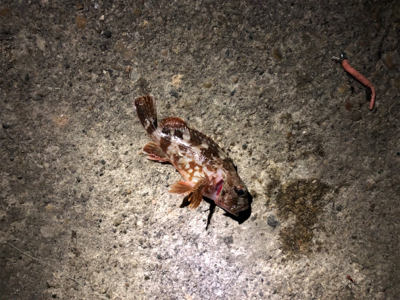 チビメバル&ガシラ〜青物バラし