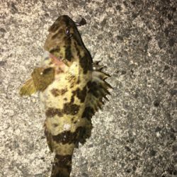 ガシラいっぱい