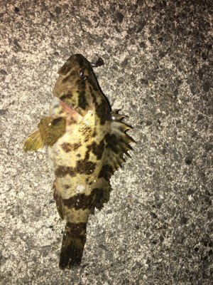 ガシラいっぱい