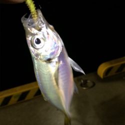 マリンピア沖洲でライトゲーム