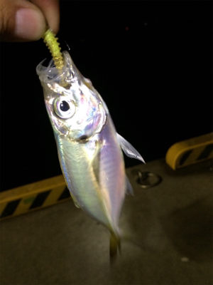 マリンピア沖洲でライトゲーム