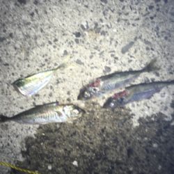 まったりヤエン