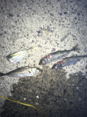 まったりヤエン