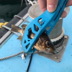 早朝メバリングin御所浦