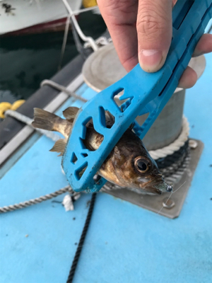 早朝メバリングin御所浦