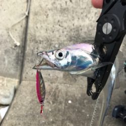 沖堤青物チャレンジ