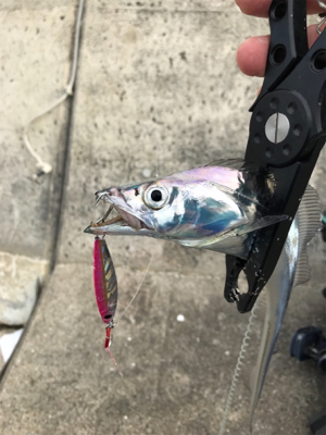 沖堤青物チャレンジ