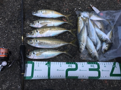 朝まずめ狙いで