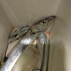 夕まずめ１時間タチ勝負