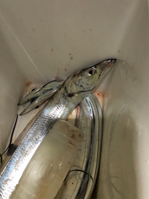 夕まずめ１時間タチ勝負