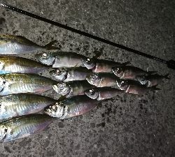 ナイトアジング