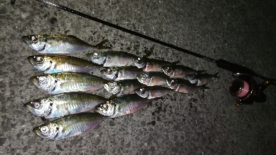 ナイトアジング