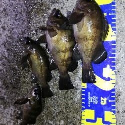 明石メバル好調！