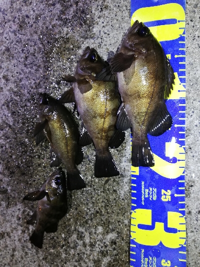 明石メバル好調！