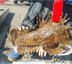 ゲキ渋メジロ釣行